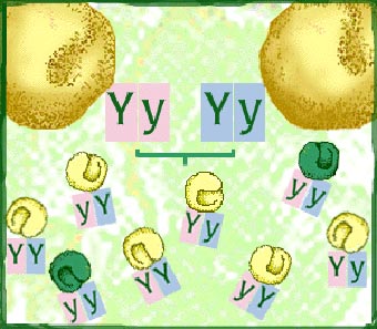 genes work in pairs or groups