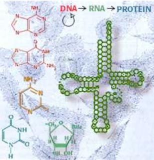 RNA is an intermediary between DNA and protein.