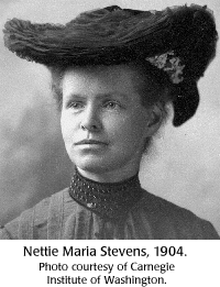 Resultado de imagen de Nettie Stevens