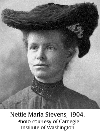 Nettie Maria Stevens